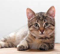 a cat may look at a king